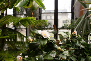 White camellias in bloom in the Limonaia.