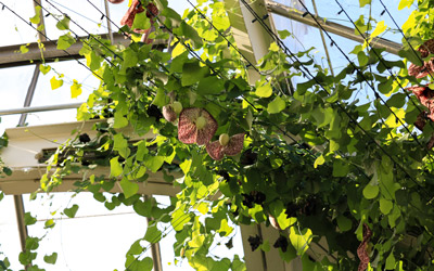 The Giant Dutchman’s Pipe blooms from the ceiling of the Orangerie.