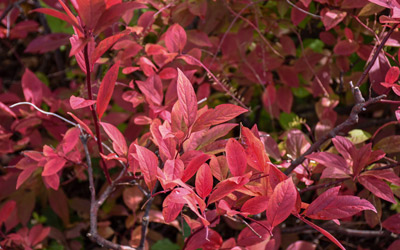 The leaves of itea change from green to a vibrant red in the fall.