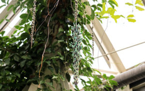 The Jade vine's flower hangs down from the ceiling of the corner of the Orangerie.