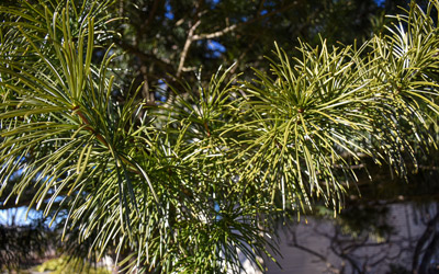 The needles of a Japanese umbrella pine are still a vibrant green in the middle of December.