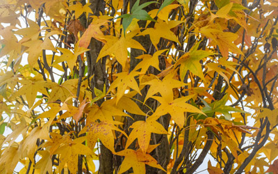 The leaves of a liquidambar change to yellow in the fall.