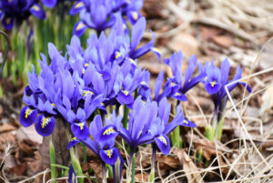 Purple irises in bloom.