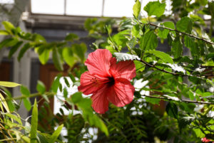 A hibiscus in bloom in the Orangerie.