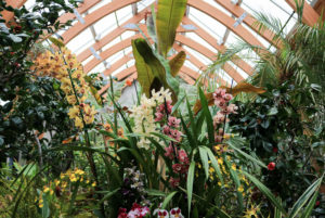 Orchids blooming in the Limonaia during Prismatic, An Orchid Exhibition.