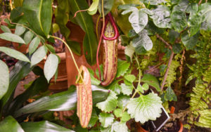 Pitcher plant in bloom