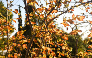 Witch hazel turns yellow, red, and orange in the fall.