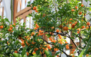 Circus grows on a tree in The Orangerie