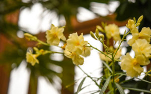 Oleander in bloom in the Orangerie. Yellow blooms with thin green stems.