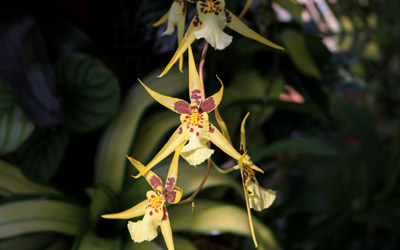 Yellow and brown spider-like orchid flower