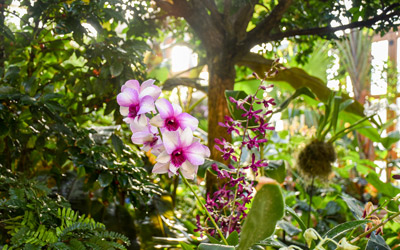 Magenta flowers of a Dendrobium orchid surrounded by other tropical plants