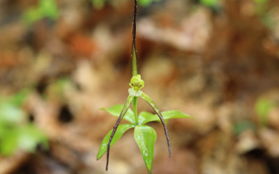 Small light green flower of the Isotria verticillata orchid