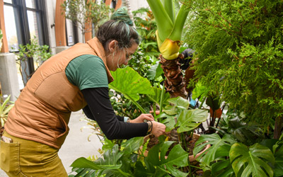 Conservatory gardener Brooke Harris releases mealybug destroyers in the Limonaia.
