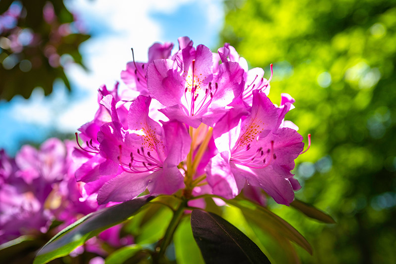 Pink Rhododendron blooms in The Garden