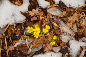 yellow blooms of winter aconite in the snow