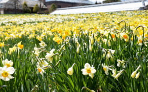 The Field of Daffodils blooms with thousands of yellow and white flowers.