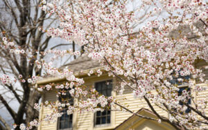 The pinkish white of the flowering cherry blooms stand out against the farmhouse in the background.