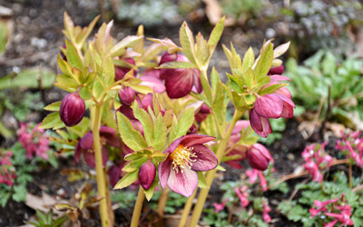 A hellebore blooms in the Nadeau Garden of Inspiration.