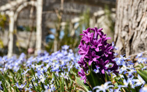 Purple hyacinth stands out against light blue scilla in the Nadeau Garden.