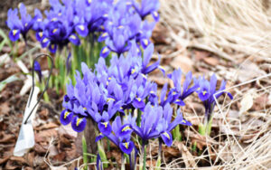 Violet irises bloom in the Winter Garden.