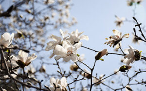 Magnolia with blue skies in the background