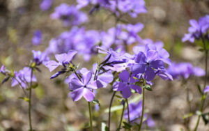 Purple phlox blooms in the naturalistic gardens.