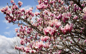 One of the pink flowering magnolias in the Lawn Garden begins to bloom.
