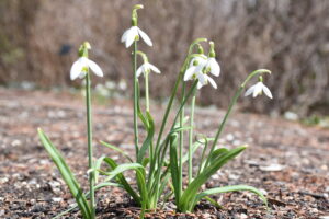 group of white snow drops