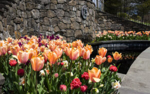 A warmer area than the rest of the Garden, the beds of the Secret Garden blossom with vibrant tulips and other flowers.
