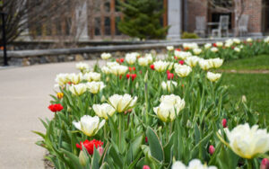 White and red tulips pop up out of the ellipse in the Winter Garden.