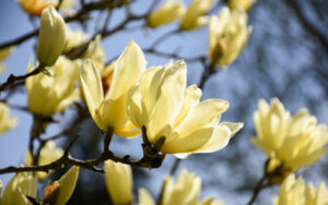 A yellow magnolia blooms.