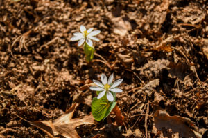 two blooming bloodroot flowers stand out against leaf litter