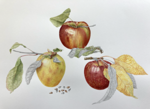 Art piece depicts three red apples.