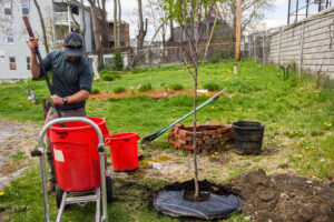Horticulture outreach field supervisor Seth Libby plants a tree in Worcester