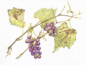 Art piece of concord grapes depicts purple grapes with green leaves and vine.