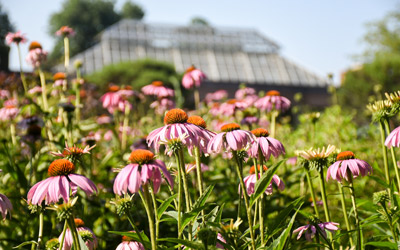 Pink coneflowers with orange centers bloom in a bed of the Garden of Inspiration. The Orangerie sits behind the flowers in the distance.