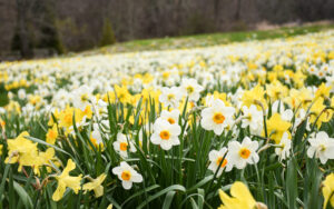 The Field of Daffodils is filled with yellow and white daffodils in bloom.