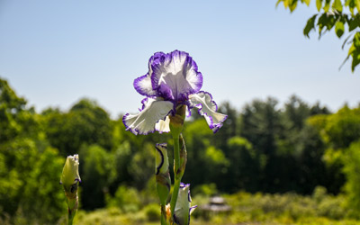 A white and purple iris stands in the early morning sunlight of the Garden of Inspiration.
