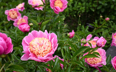 Pink peonies with yellow centers bloom in June.