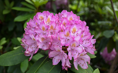 Flowers of a rhododendron bloom in a cluster.
