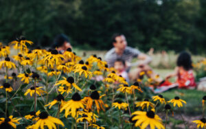 A family sits for a picnic behind a patch of cone flowers. Family Events and Exhibitions
