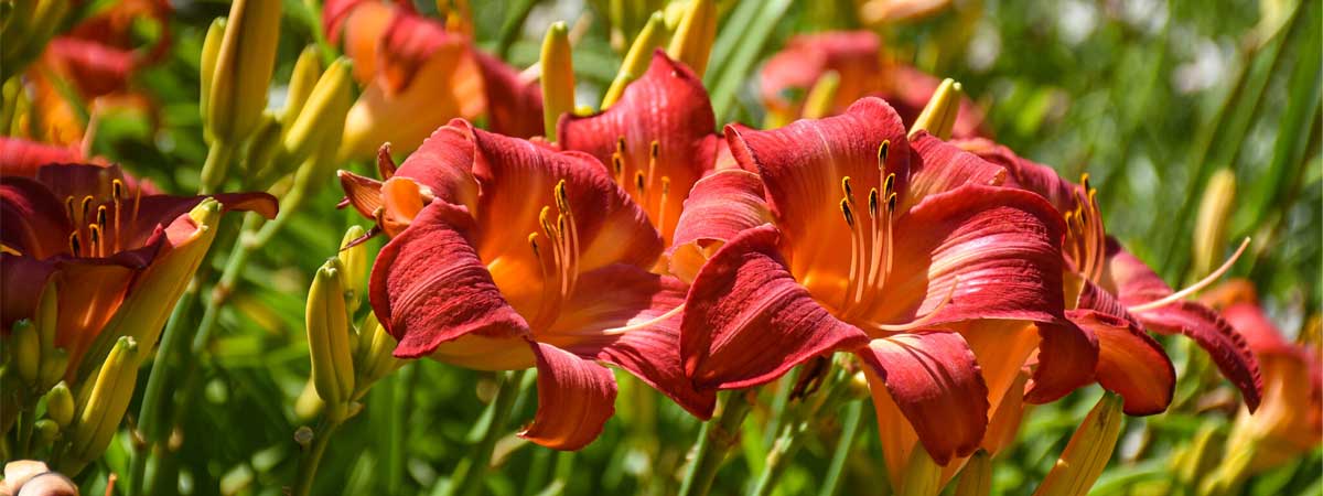 Multiple Daylillies from the Garden