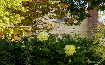 Yellow Itoh peonies bloom in the Cottage Garden.