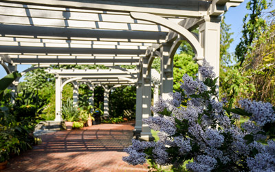 Lilac blooms beside the pergolas of the Lawn Garden.