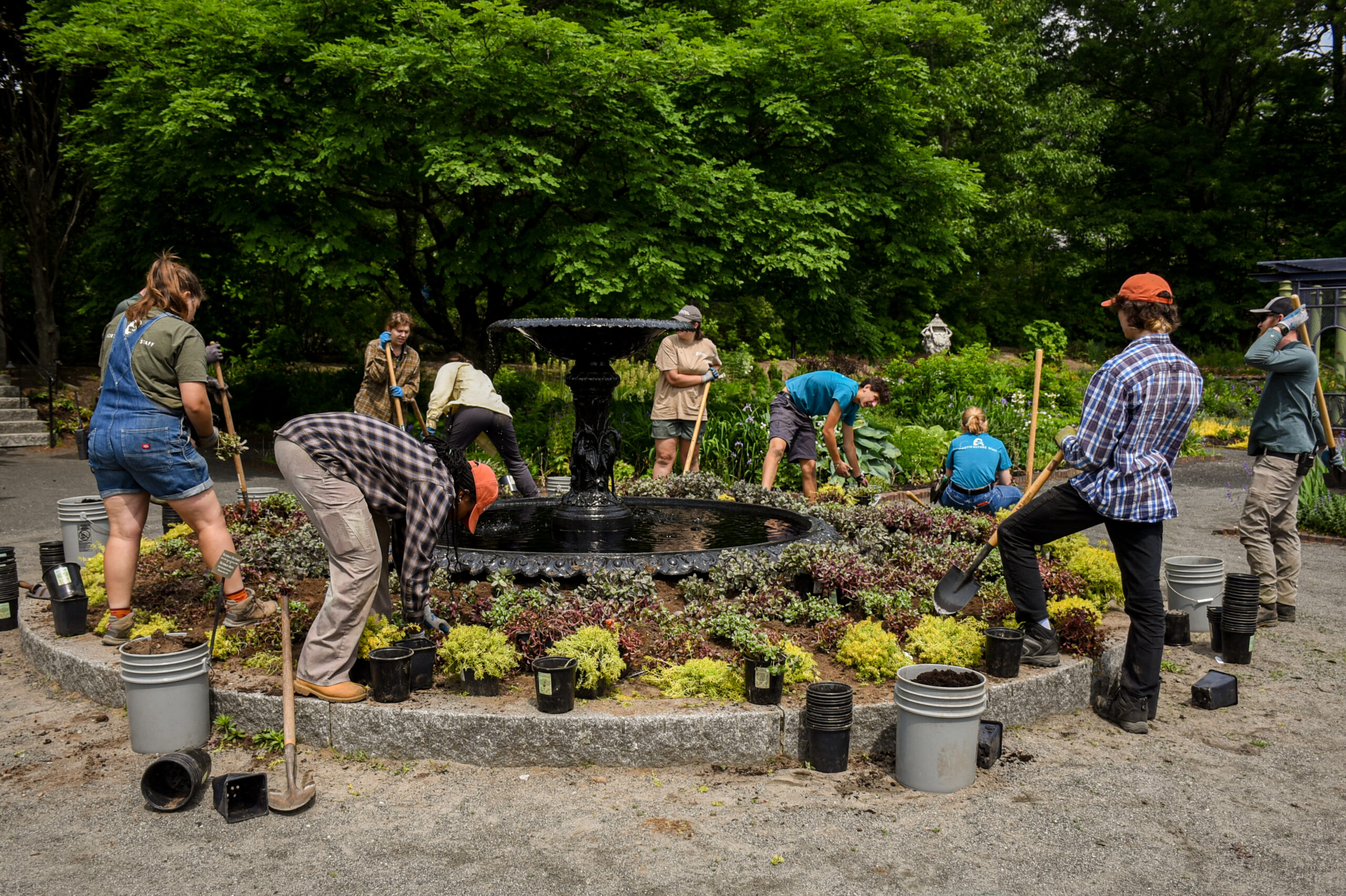 Garden staff and interns plant the bed around the fountain. Plastic pots sit along the sides as the plants are transferred into the ground.