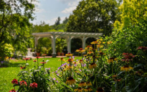 Blacked eyed Susans and other summer blooms in the Lawn Garden. Admission and hours feature image.