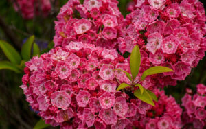 Pink Mountain Laurel blooms. Parking and directions featured image.