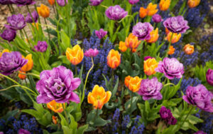Purple and orange tulips bloom in the garden. Photography Policy feature image