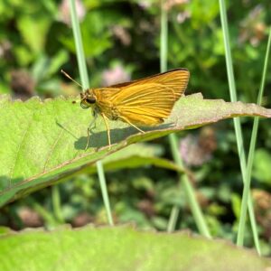Yellow butterfly perched on a leaf.