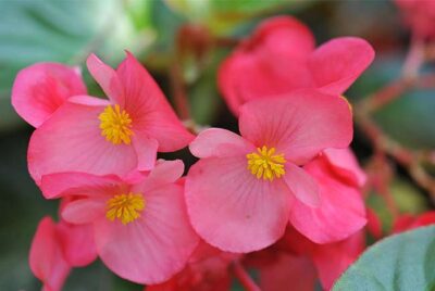 Pink Begonias in the garden